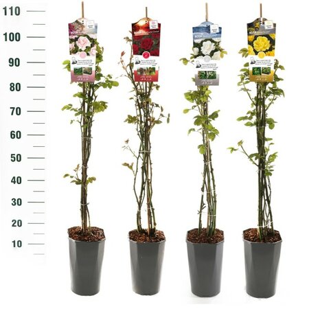 Rosa Mix Climber Basic 100cm