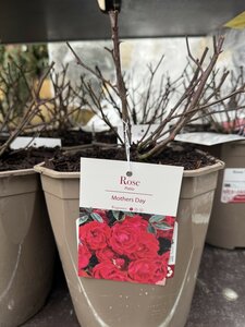 Rosa 'Mother's Day'