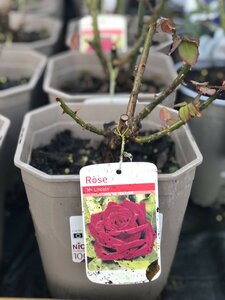 Rosa Mr. Lincoln
