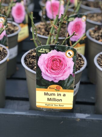 ROSA MUM IN A MILLION