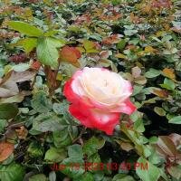 ROSA Nostalgia Hybrid T