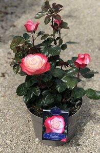 ROSA NOSTALGIA JUMBO BUSH - image 3