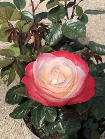 ROSA NOSTALGIA JUMBO BUSH - image 2