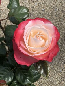 ROSA NOSTALGIA JUMBO BUSH - image 3