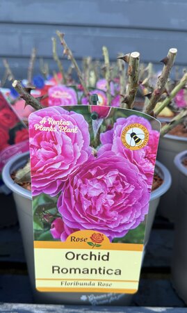 ROSA ORCHID ROMANTICA