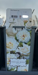 Rosa 'Parfume' True Love
