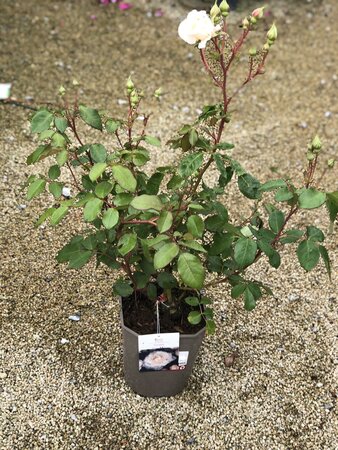 Rosa 'Poustinia' - image 2