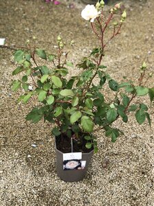 Rosa 'Poustinia' - image 2
