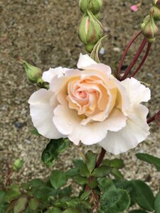 Rosa 'Poustinia' - image 1