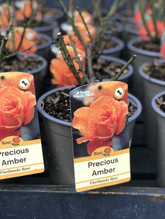 ROSA PRECIOUS AMBER