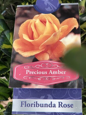 ROSA PRECIOUS AMBER