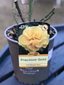 ROSA PRECIOUS GOLD