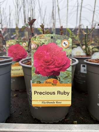 ROSA PRECIOUS RUBY