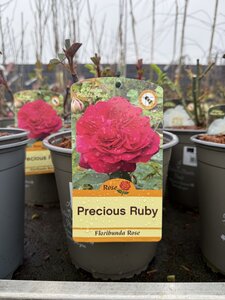 ROSA PRECIOUS RUBY