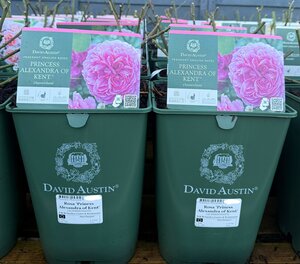 Rosa 'Priness Alexandra of Kent'