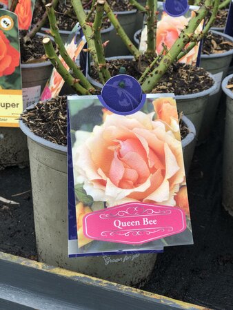 ROSA QUEEN BEE