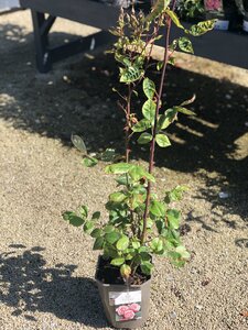 Rosa Queen Elizabeth - image 1