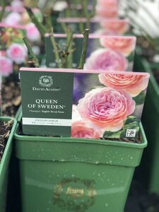 Rosa 'Queen of Sweden'