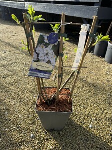 ROSA RAMBLING RECTOR