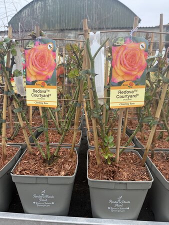 ROSA REDOVA COURTYARD