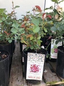 Rosa 'Renee Van Wegberg' - image 2