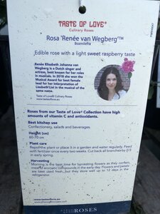 Rosa 'Renee Van Wegberg' - image 2