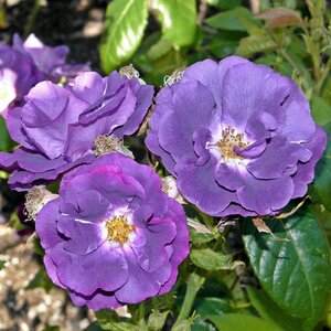 Rosa 'Rhapsody in Blue' ®