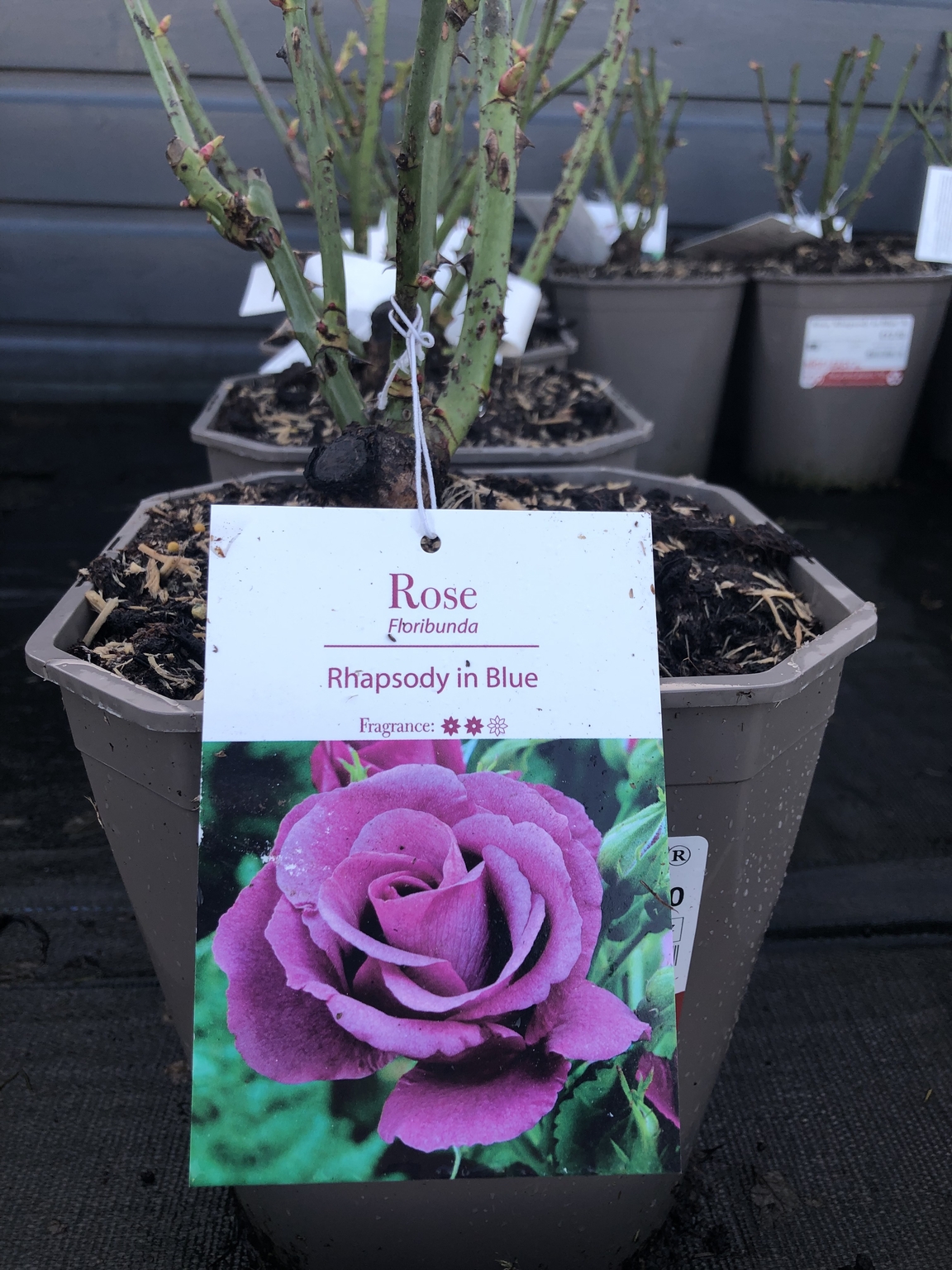 Rosa Rhapsody Rosa 'Rhapsody in Blue' ® - D and M Garden Centre