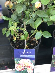 Rosa Romana Freska
