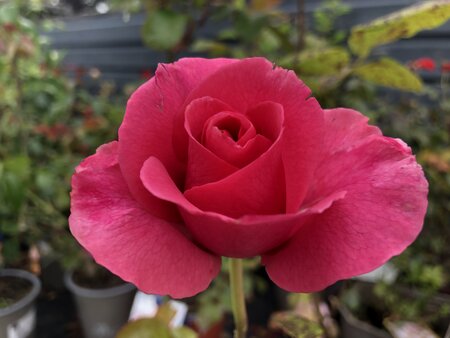 Rosa 'Romance' - image 1