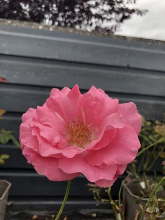 Rosa 'Romance' - image 2