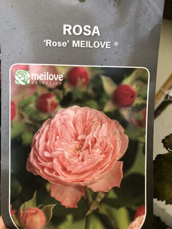 Rosa 'Rose Meilove'