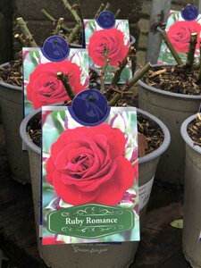 ROSA RUBY ROMANCE