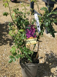 ROSA SILUETTA Purple