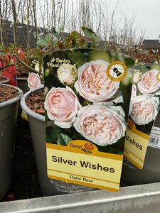 ROSA SILVER WISHES