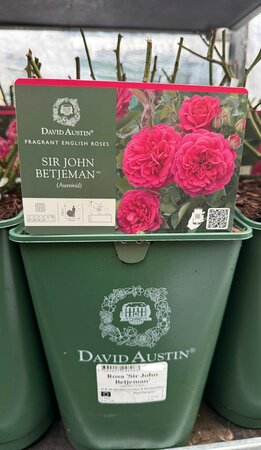 Rosa 'Sir John Betjeman'