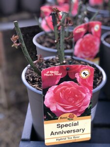 ROSA SPECIAL ANNIVERSARY