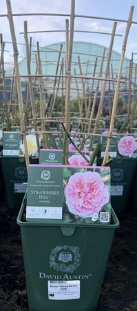 Rosa 'Strawberry Hill'