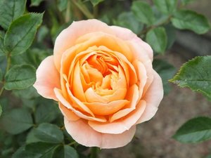 Rosa 'Sweet Dream'