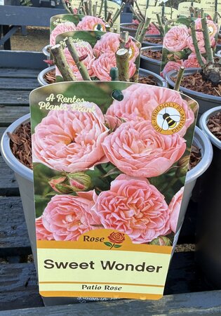 ROSA SWEET WONDER