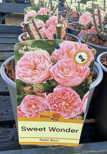 ROSA SWEET WONDER