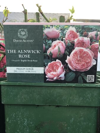 Rosa 'The Alnwick Rose'®