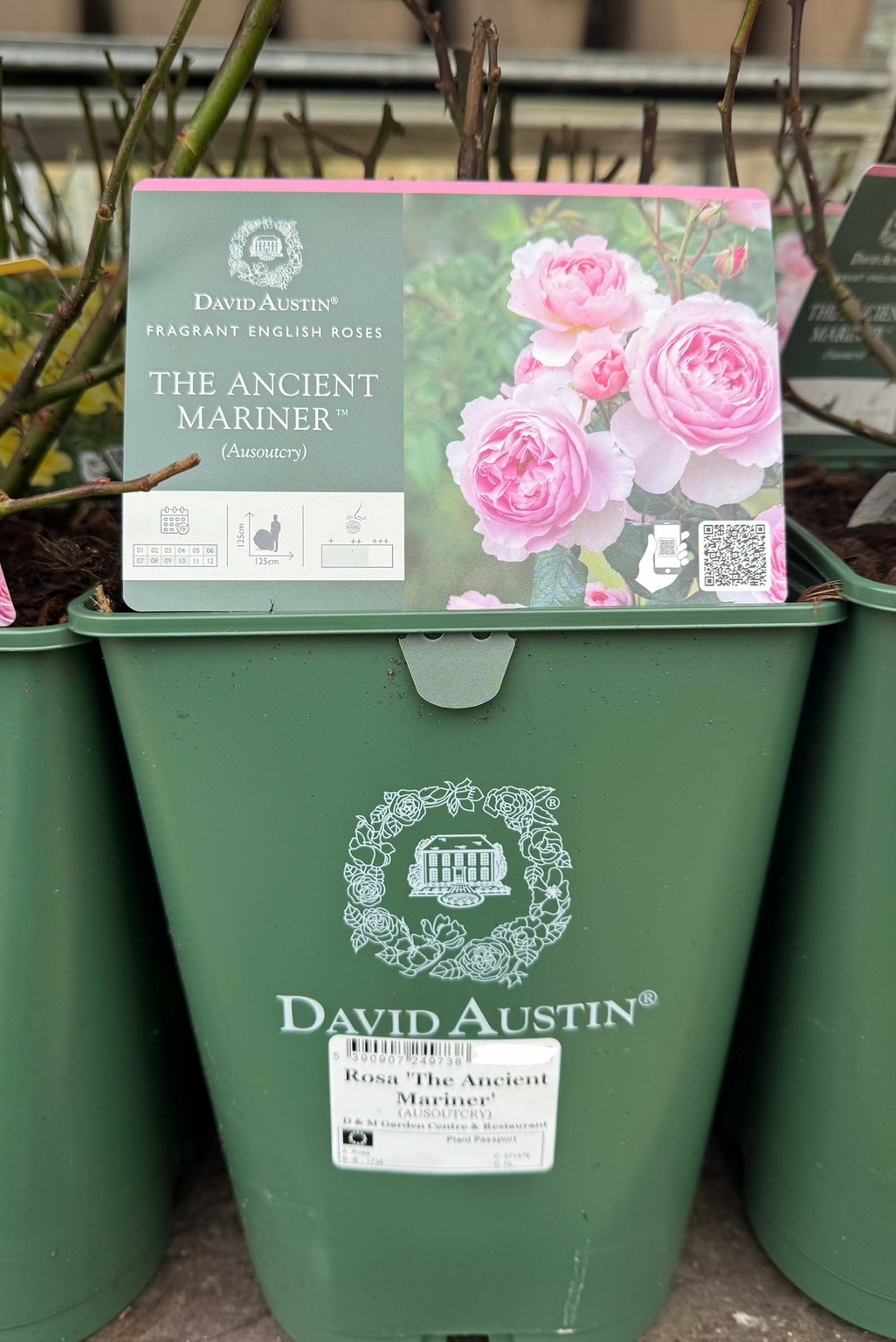 Rosa 'The Ancient Mariner' - D and M Garden Centre