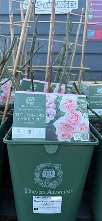Rosa 'The Generous Gardener'