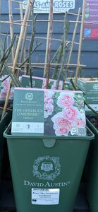 Rosa 'The Generous Gardener'