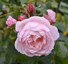Rosa The Generous Gardener®