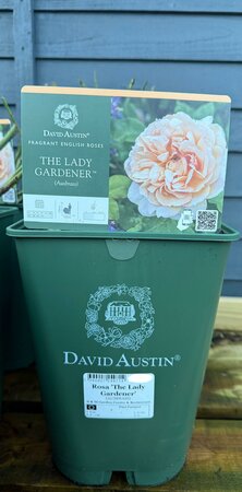 Rosa 'The Lady Gardener'