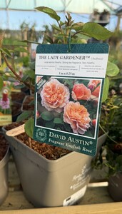 ROSA THE LADY GARDENER