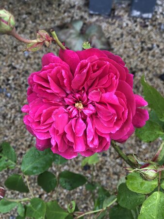 Rosa 'Thomas A. Beckett' - image 1