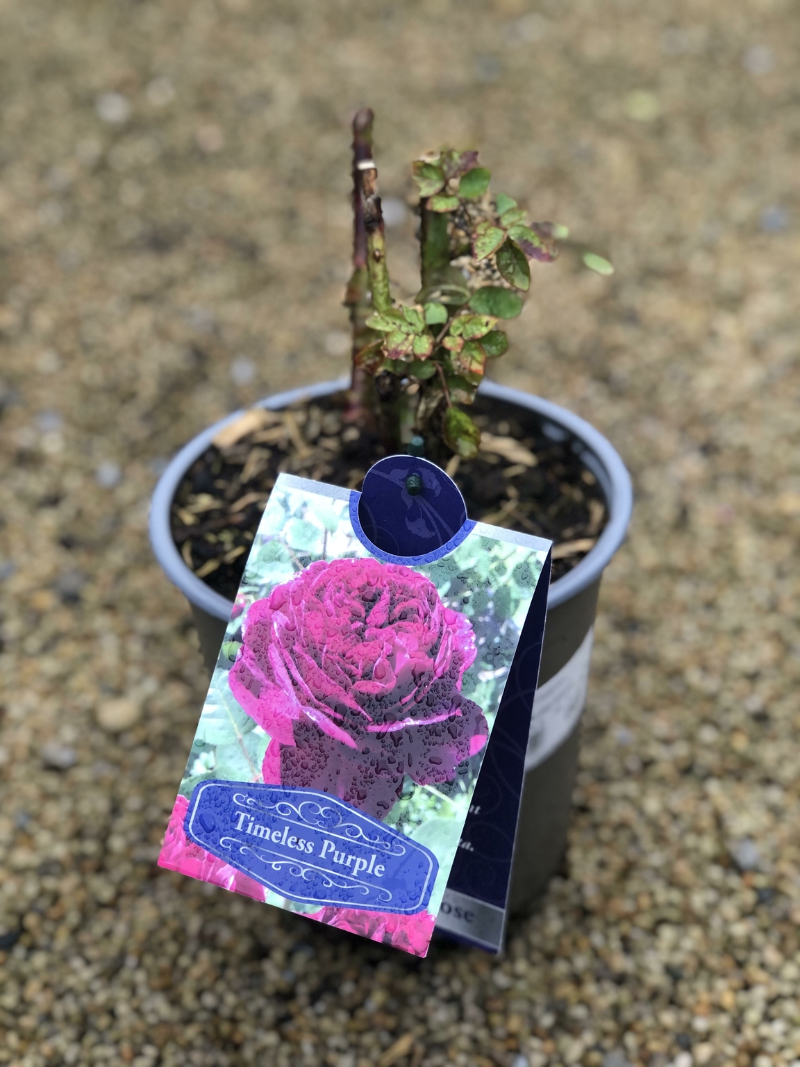ROSA TIMELESS PURPLE - D and M Garden Centre
